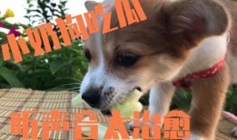 娱乐吃瓜酱去世的小狗,吃瓜酱离世，网友泪目