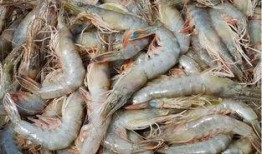 臭鱼烂虾爆料视频大全集,揭秘娱乐圈幕后真相